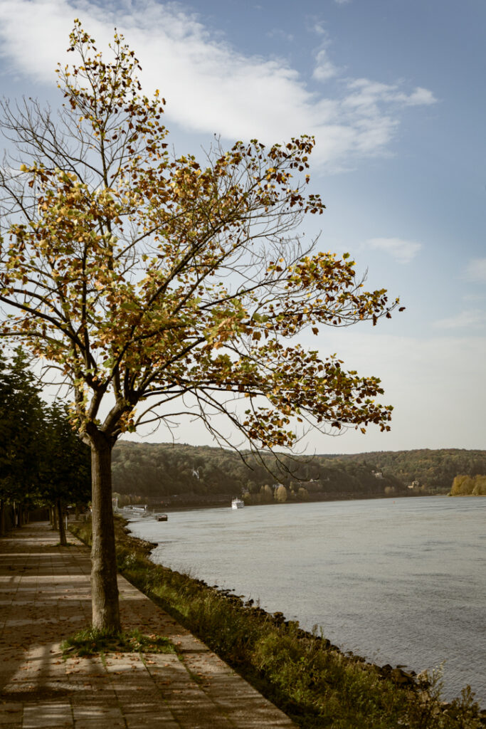 Rheinufer im Herbst